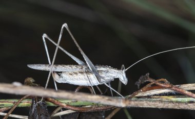 canlı çekirge eski ahşap oturur