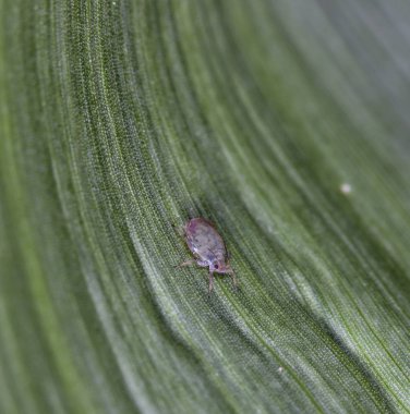 çekirge, doğal yaşam da çekirge