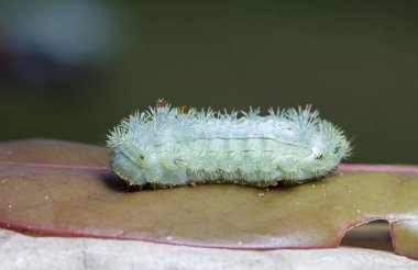 büyük yeşil tırtıl, seçici odak