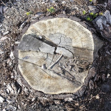 ağaç kütüğü, ahşap dilim