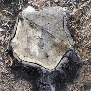 ağaç kütüğü, ahşap dilim