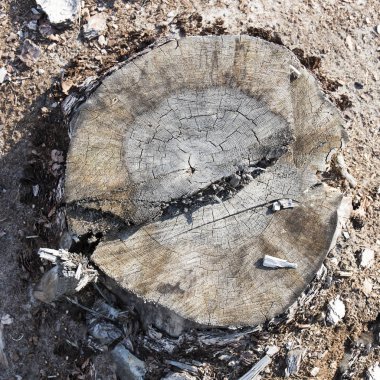 ağaç kütüğü, ahşap dilim