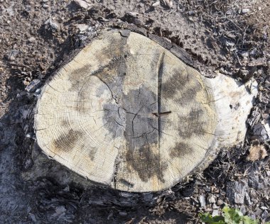 ağaç kütüğü, ahşap dilim