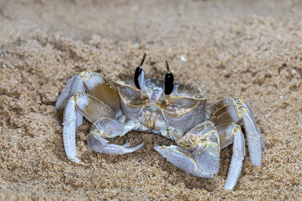 Pequeño Cangrejo Ermitaño Playa — Foto de Stock