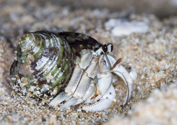 Pequeño Cangrejo Ermitaño Playa — Foto de Stock