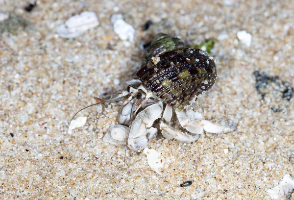 Malý Krab Poustevník Pláži — Stock fotografie