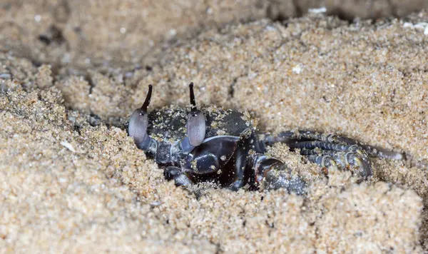 Pequeño Cangrejo Ermitaño Playa — Foto de Stock