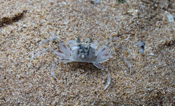 Pequeño Cangrejo Ermitaño Playa — Foto de Stock