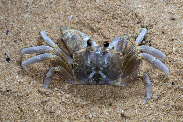 Pequeno Caranguejo Eremita Praia — Fotografia de Stock