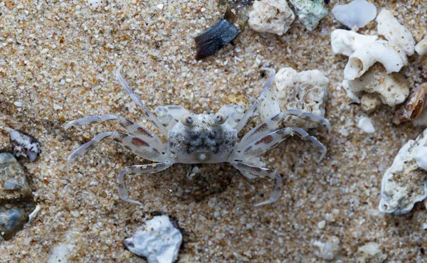 Pequeño Cangrejo Ermitaño Playa — Foto de Stock