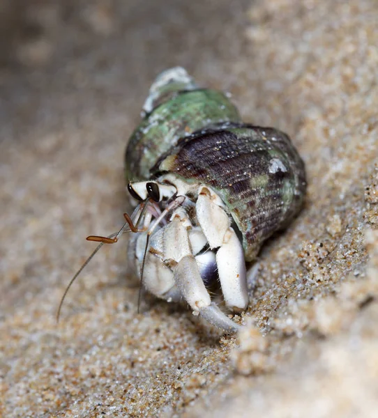 Pequeno Caranguejo Eremita Praia — Fotografia de Stock