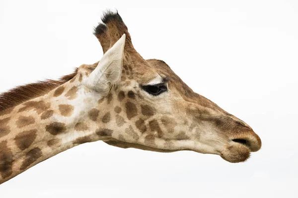 Retrato Uma Girafa Isolada Sobre Fundo Branco — Fotografia de Stock