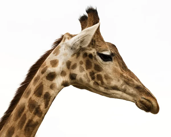 Portret Żyrafa Białym Tle — Zdjęcie stockowe