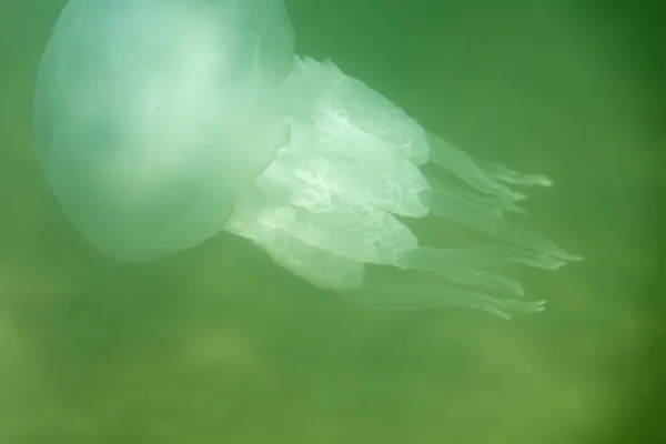 Büyük Deniz Denizanası Doğal Bir Yaşam Alanında — Stok fotoğraf