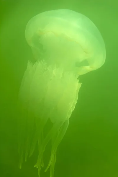 Grandes Medusas Marinas Hábitat Natural — Foto de Stock