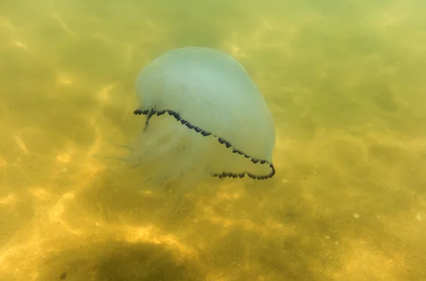 Grote Mariene Kwallen Een Natuurlijke Habitat — Stockfoto