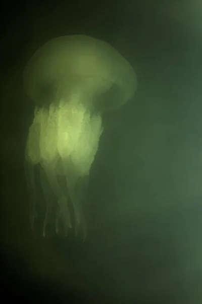 Большая Морская Медуза Естественной Среде Обитания — стоковое фото