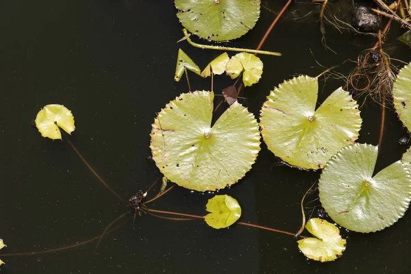 水に蓮の葉 — ストック写真