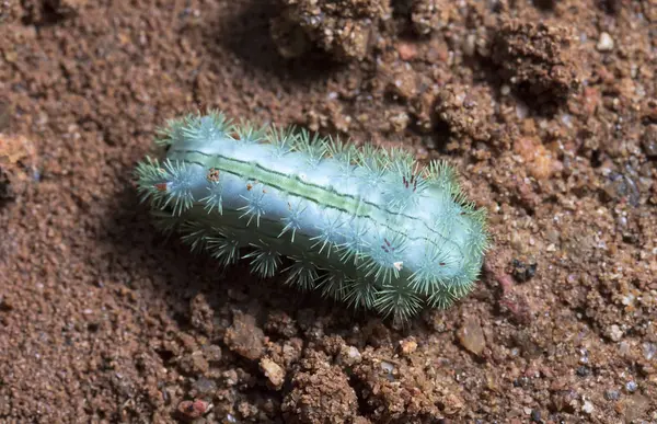 Grande Bruco Verde Attenzione Selettiva — Foto Stock