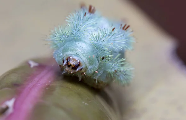 Large Green Caterpillar Selective Focus — Stock Photo, Image