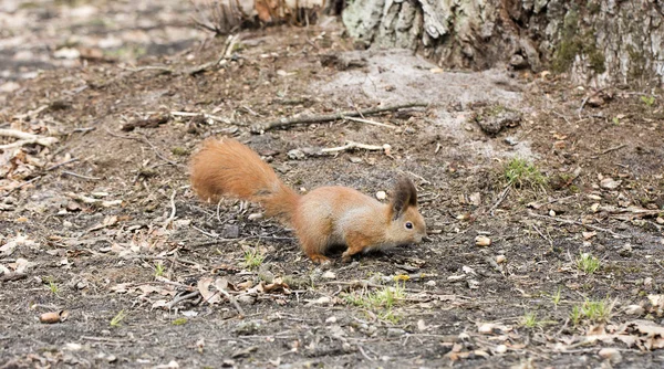 Eichhörnchen Freier Wildbahn — Stockfoto
