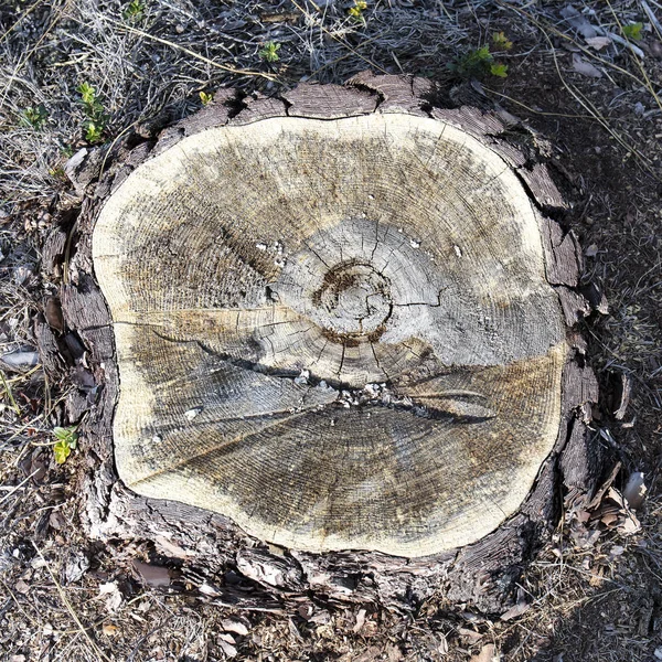 tree stump,  wood slice