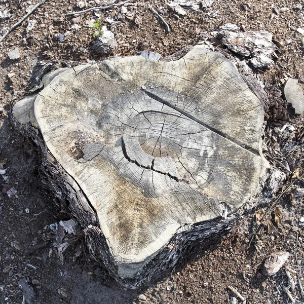 tree stump,  wood slice