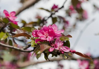 ağaçta çiçek, çiçekli ağaç