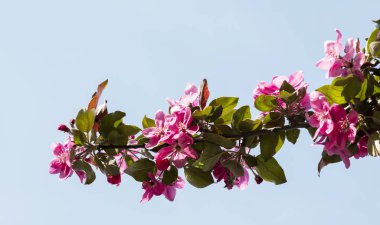 ağaçta çiçek, çiçekli ağaç