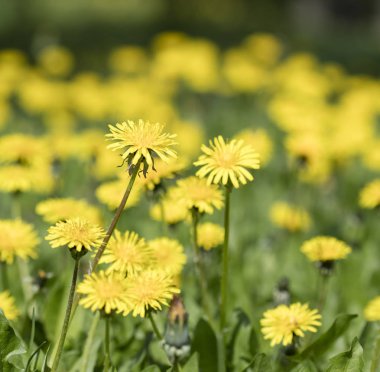 çayır karahindiba çiçekleri, doğa arka plan