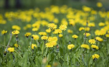 çayır karahindiba çiçekleri, doğa arka plan