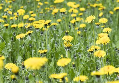 çayır karahindiba çiçekleri, doğa arka plan