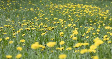 çayır karahindiba çiçekleri, doğa arka plan