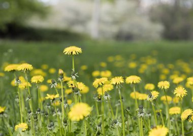 çayır karahindiba çiçekleri, doğa arka plan