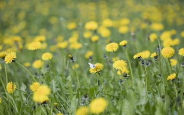 çayır karahindiba çiçekleri, doğa arka plan