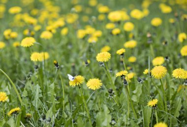 çayır karahindiba çiçekleri, doğa arka plan