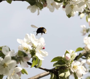 çiçekli ağaç ve uçan arı