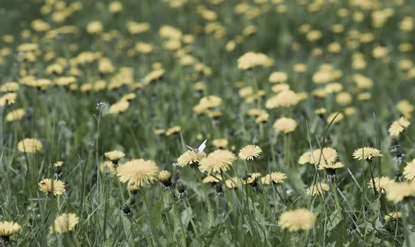 草甸蒲公英花 自然背景 — 图库照片