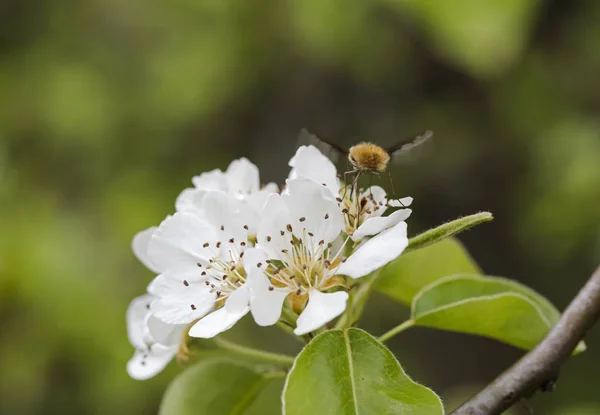 Flowering Tree Flying Bee — Stock Photo, Image