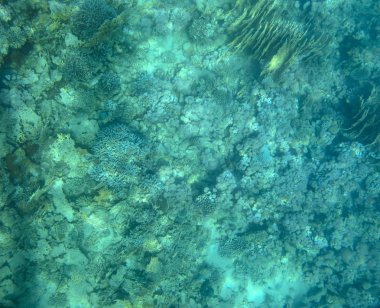 mercan yakınında deniz balığı, sualtı