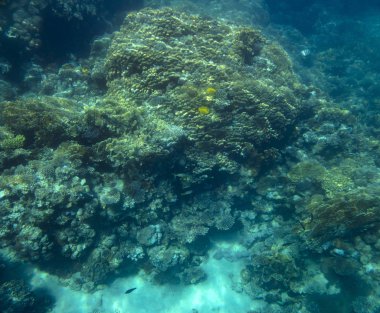 mercan yakınında deniz balığı, sualtı