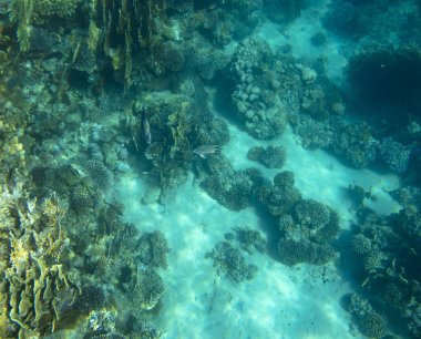 mercan yakınında deniz balığı, sualtı
