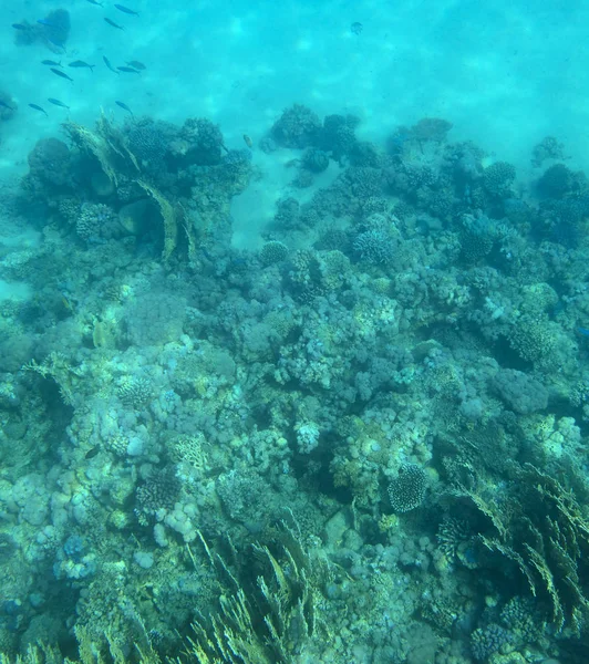 Морська Риба Біля Коралу Під Водою — стокове фото