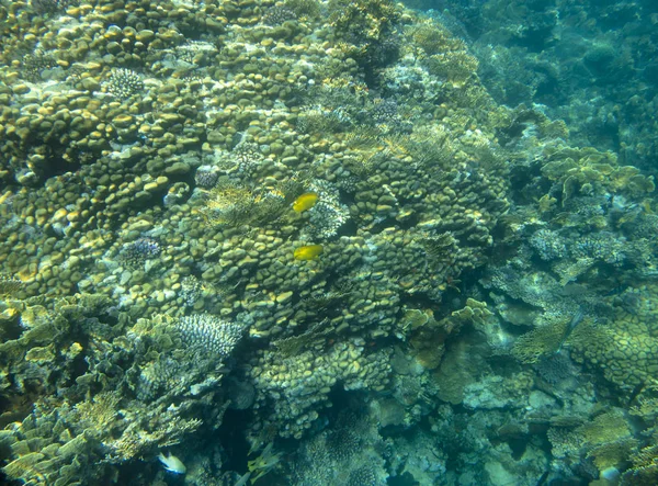 サンゴの近くの海の魚 — ストック写真