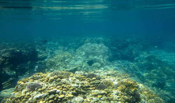 Морська Риба Біля Коралу Під Водою — стокове фото