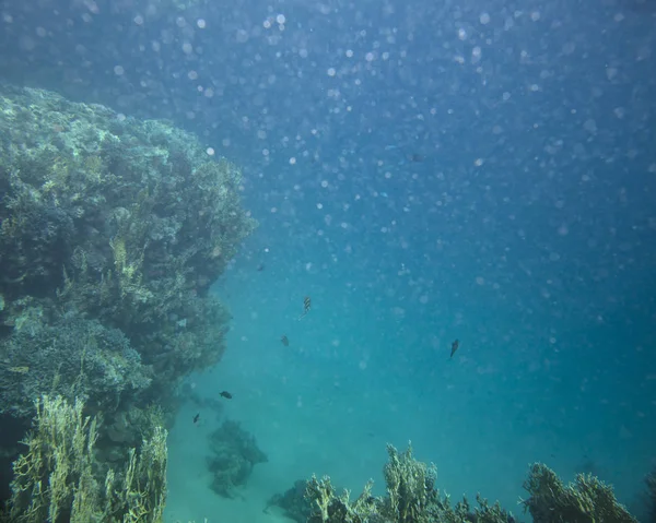 Peces Mar Cerca Coral Bajo Agua —  Fotos de Stock