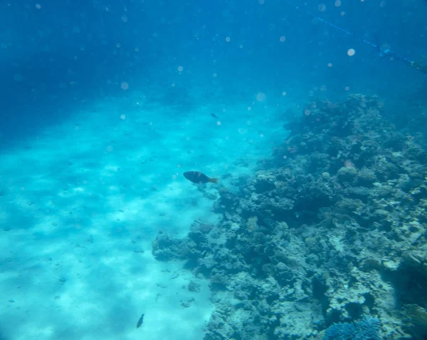 サンゴの近くの海の魚 — ストック写真