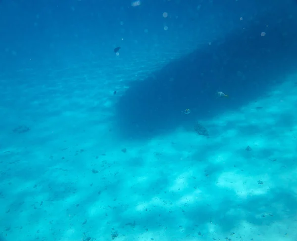 サンゴの近くの海の魚 — ストック写真