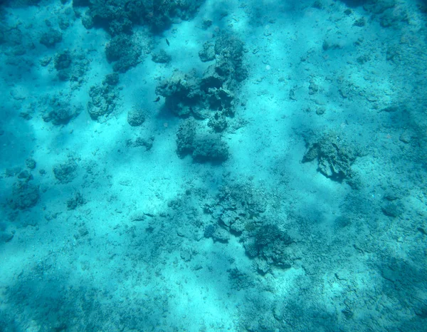 Poissons Mer Près Corail Sous Marin — Photo