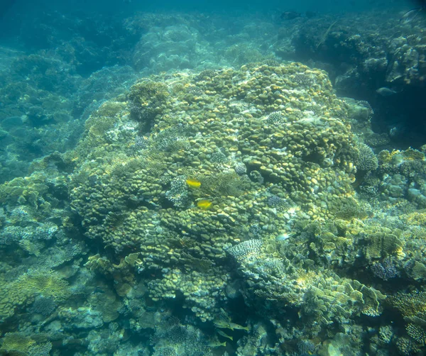 Poissons Mer Près Corail Sous Marin — Photo